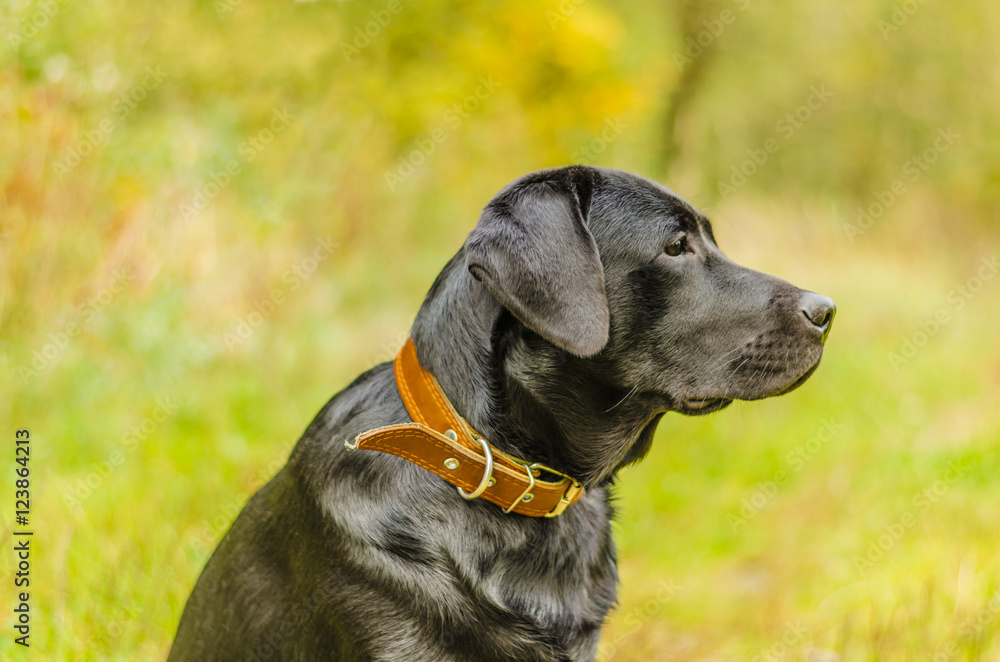 young purebred black labrador golden autumn walks in the fresh air in the park young purebred black labrador golden autumn walks in the fresh air in the park