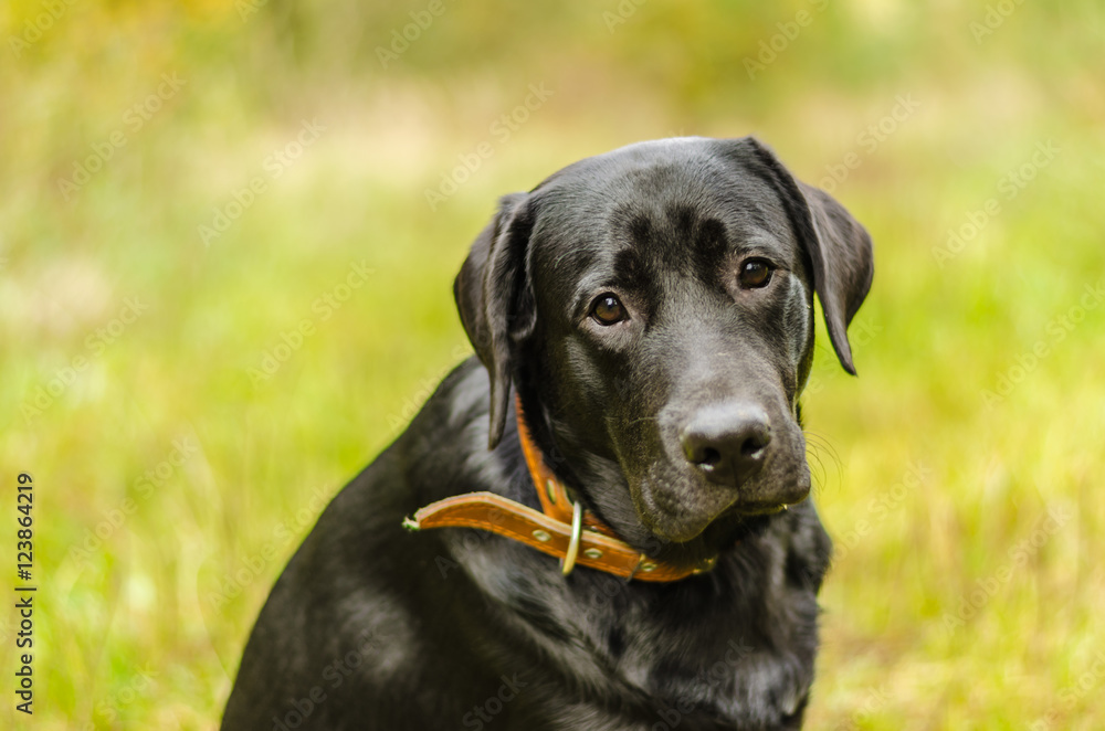 young purebred black labrador golden autumn walks in the fresh air in the park