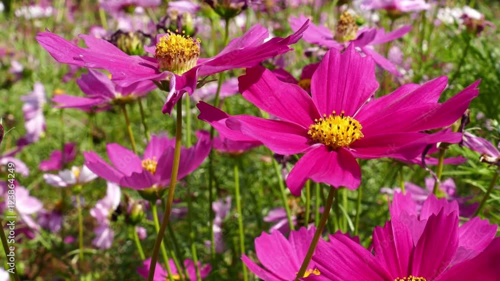 blooming pink cosmos flower meadow in the park blooming pink cosmos flower meadow in the park