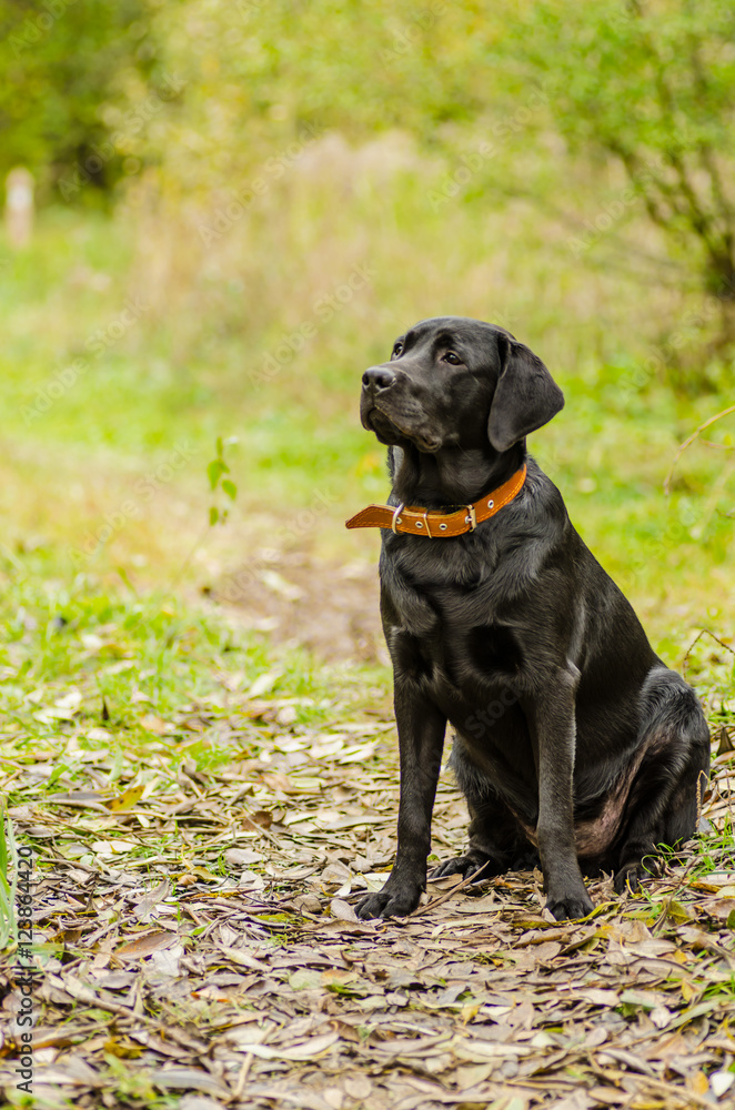 young purebred black labrador golden autumn walks in the fresh air in the park young purebred black labrador golden autumn walks in the fresh air in the park