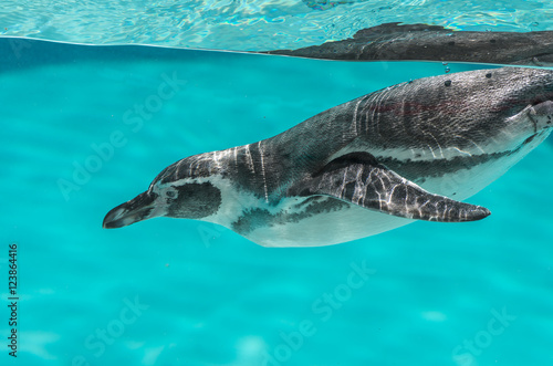 Humboldt penguin in the water