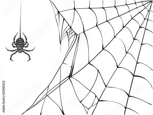 Large black spider and web on white background