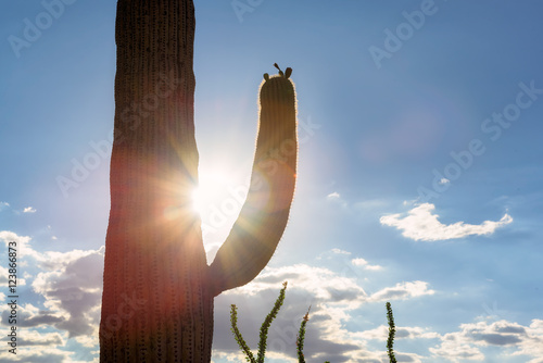 Silhouette of Saguaro cactus,  Saguaro National Park, Arizona.  photo