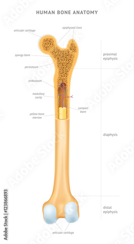 Anatomy of human bone spongy structure with text captions vector illustration