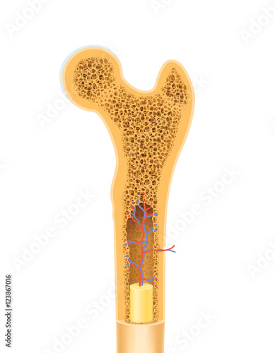 Anatomy of human bone spongy structure vector illustration