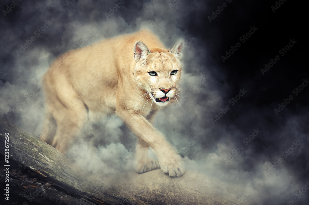 Obraz premium Puma w dymie