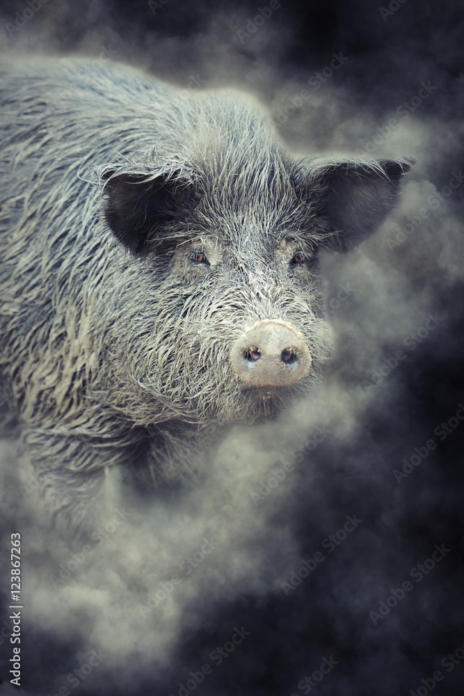 Foto de Wild boar in smoke do Stock Adobe Stock