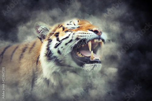 Tiger in smoke