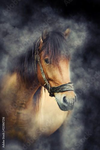 Fototapeta Naklejka Na Ścianę i Meble -  Horse in smoke