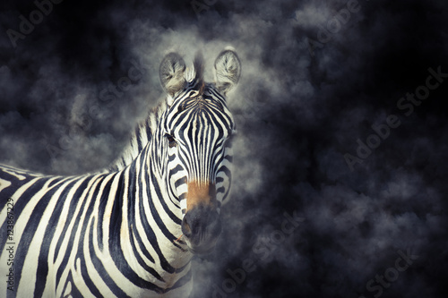 Fototapeta Naklejka Na Ścianę i Meble -  Zebra in smoke