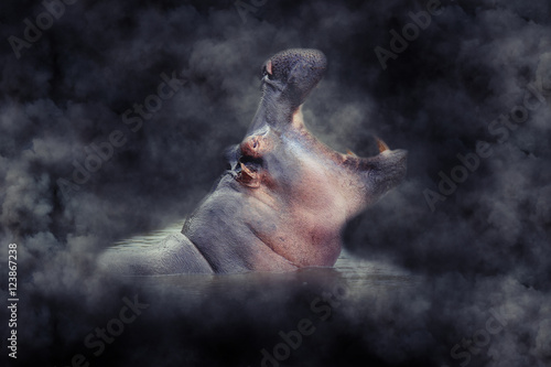 Hippo in smoke