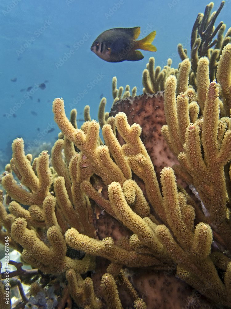 Naklejka premium Spine Coral, Stachel-Pickelkoralle (Hydnophora rigida)