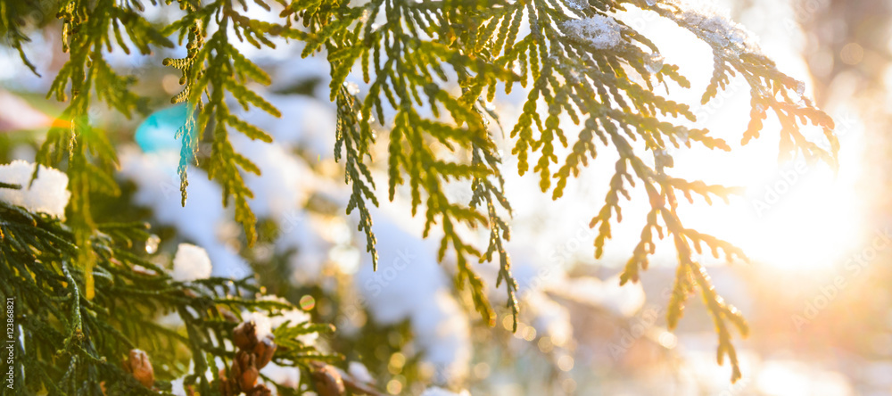snowy winter christmas tree branch with cones at sunset snowy winter christmas tree branch with cones at sunset
