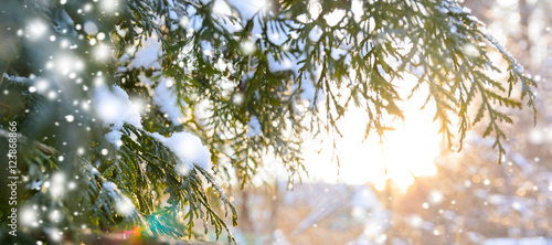 snowy winter christmas tree branch with snow flakes at sunset