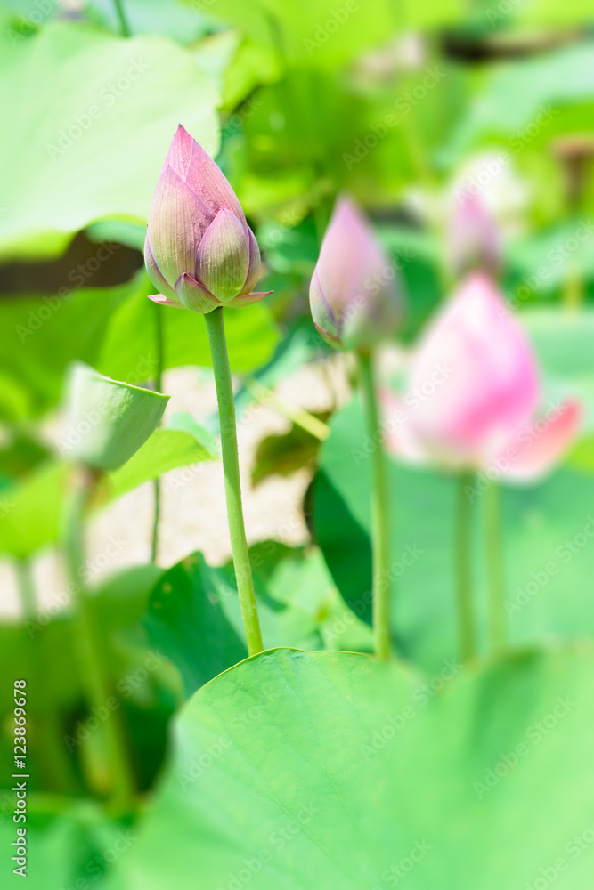 Lotus flower
