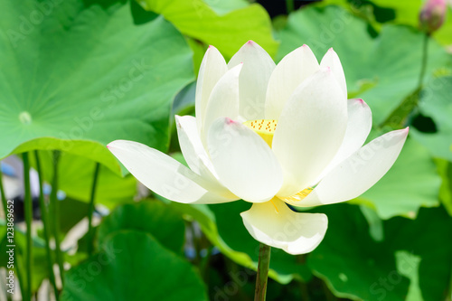 Lotus flower  