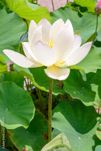 Lotus flower  