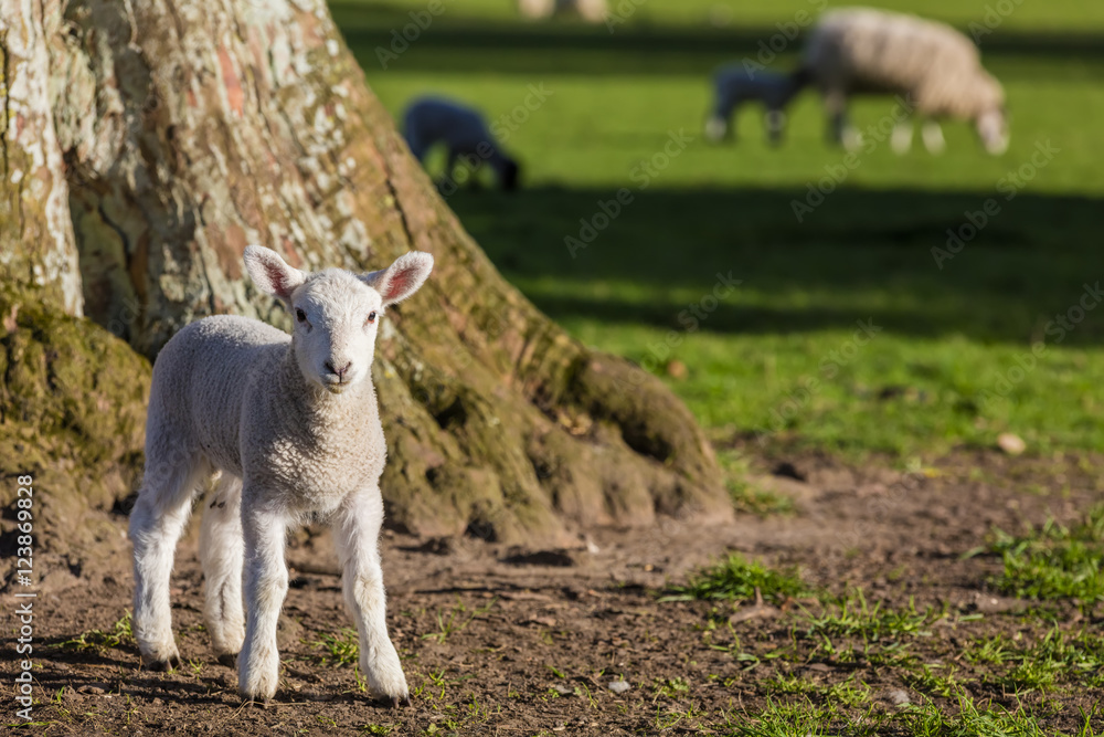 Spring Lambs Baby Sheep in A Field Spring Lambs Baby Sheep in A Field