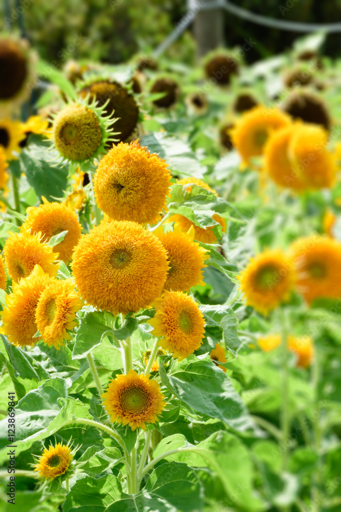 Fototapeta premium Helianthus annuus 'Teddy bear' 