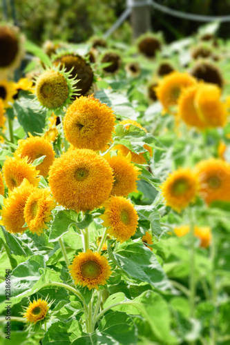 Helianthus annuus 'Teddy bear'
