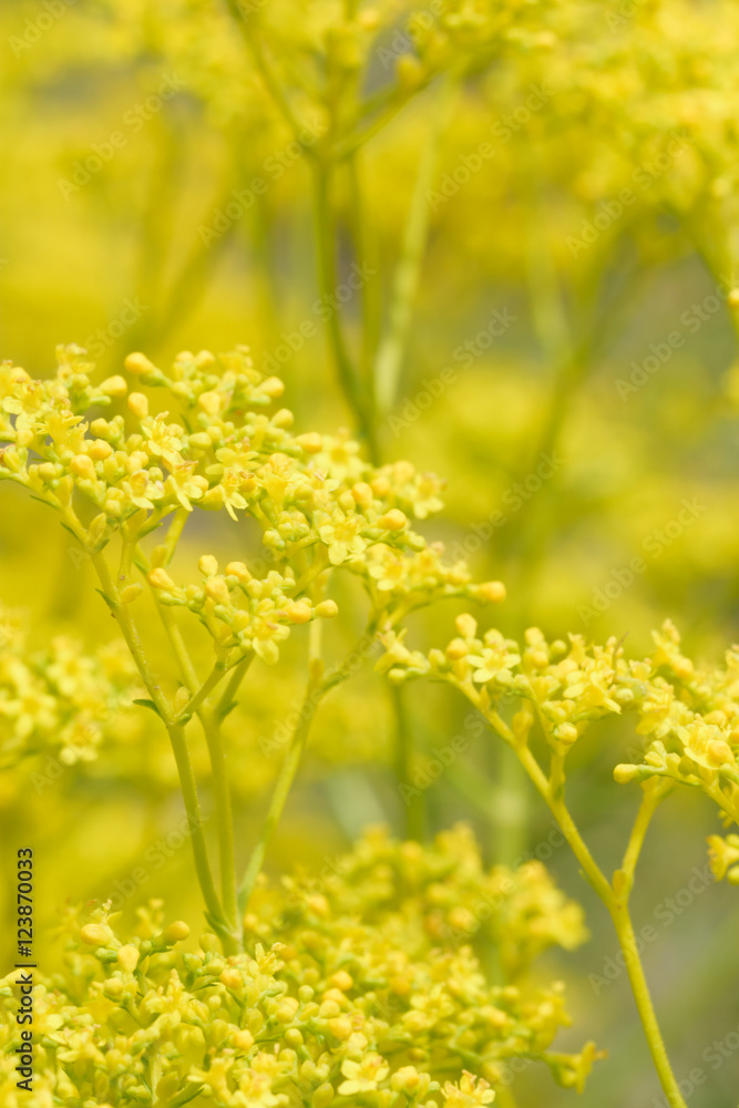 Obraz premium Yellow flower blooming