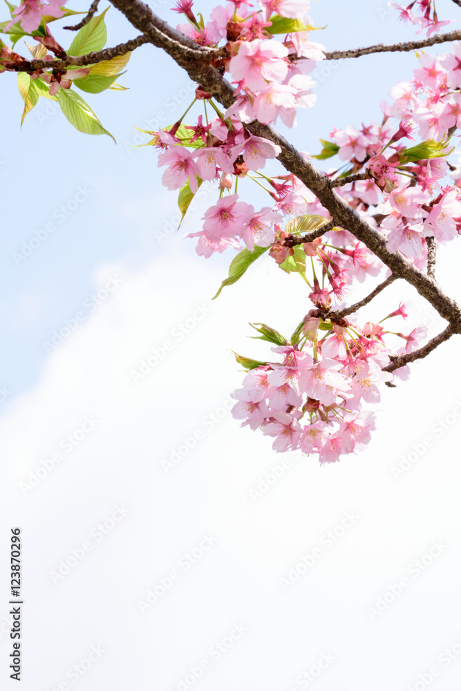 Obraz premium Cherry blossoms 