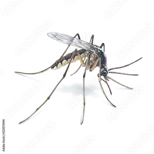 Fotografia A mosquito isolated on white
