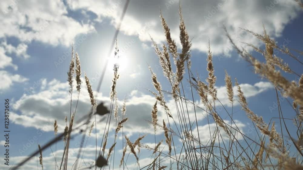 dry grass on a background of blue sky in the ears of nature landscape dry grass on a background of blue sky in the ears of nature landscape