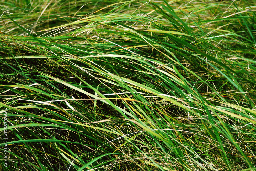 Field grass background