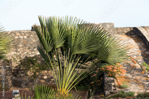 An image of  palm tree on the wind © wjarek