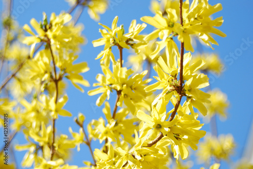 Forsythia flowers