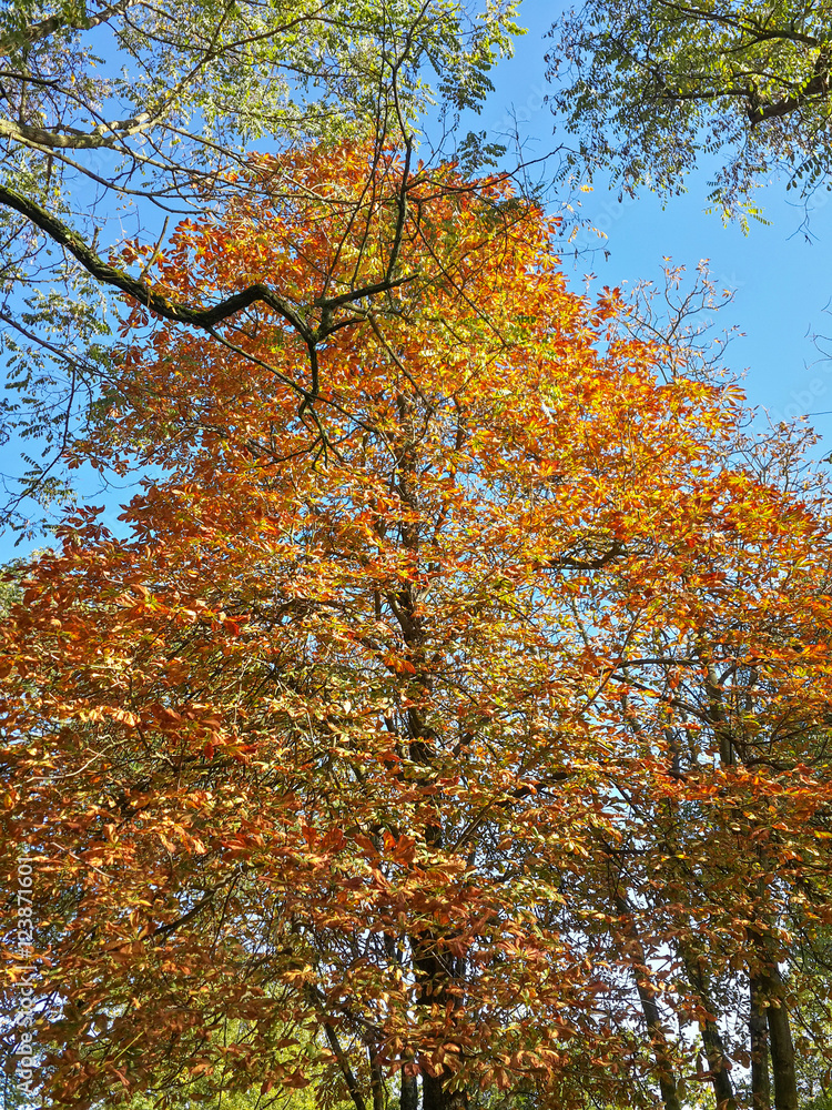 Beautiful autumn colorful trees in the park/Beautiful autumn colorful trees in the park Beautiful autumn colorful trees in the park/Beautiful autumn colorful trees in the park