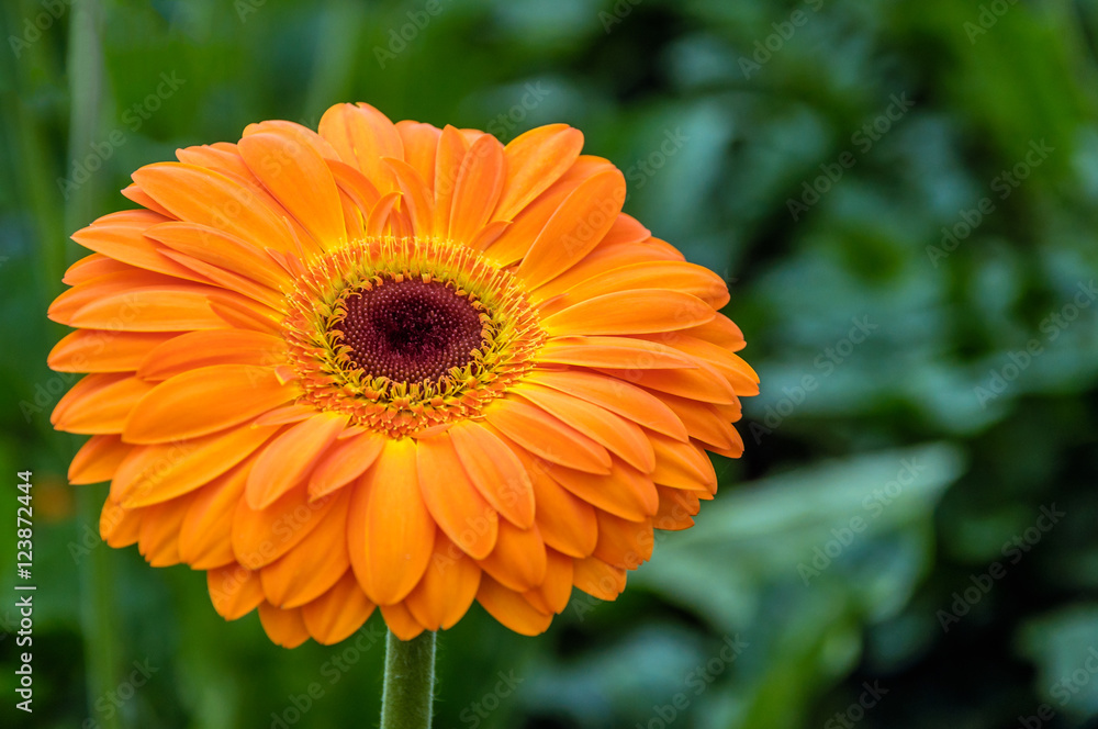 Orange flowering Gerbera plant growing in a greenhouse from clos Orange flowering Gerbera plant growing in a greenhouse from clos