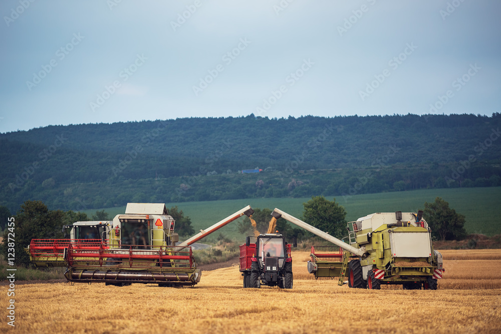 Obraz premium Working Harvesting Combine in the Field of Wheat