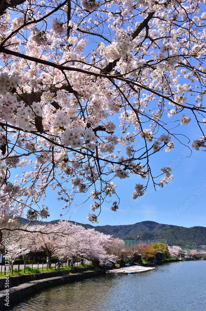 Cherry blossom at Arashiyama, Kyoto Japan. Cherry blossom at Arashiyama, Kyoto Japan.