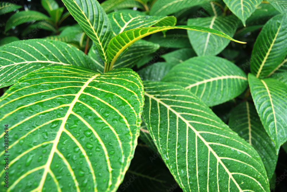 Big green leaves after rain Big green leaves after rain