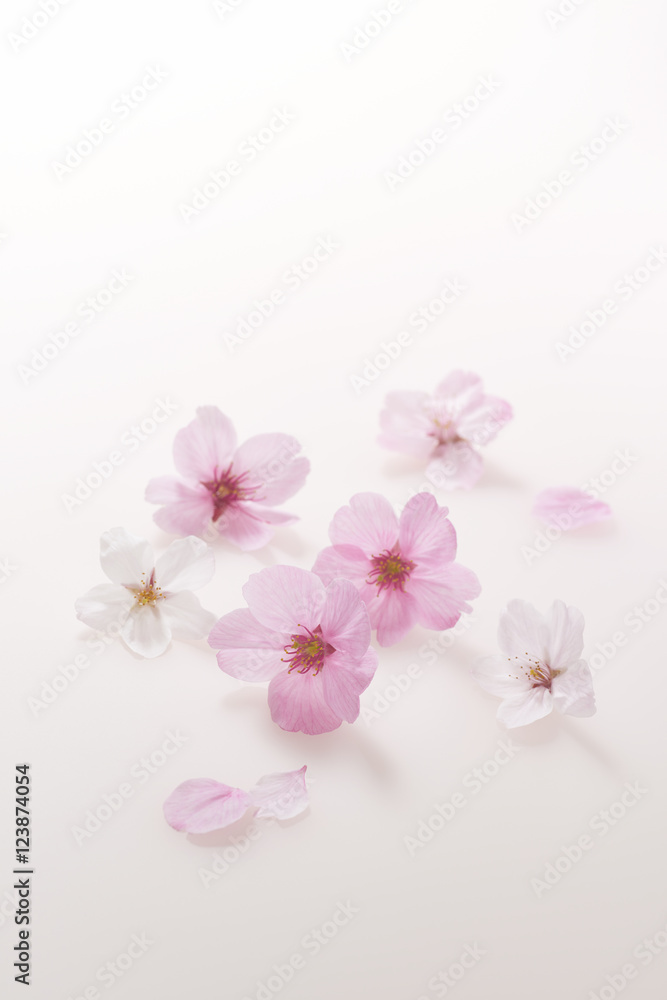 Cherry Blossom background image