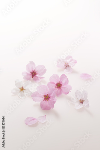 Fototapeta Naklejka Na Ścianę i Meble -  Cherry Blossom background image