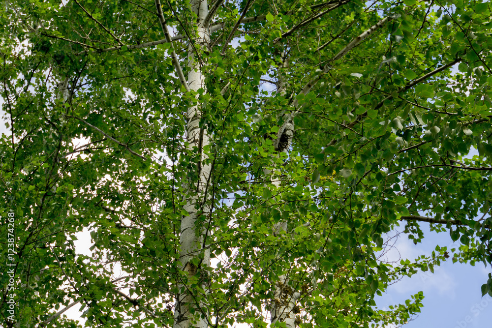 Fototapeta premium Green Summer Trees