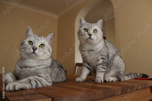 Photography Two British Shorthair cats sitting on wooden table