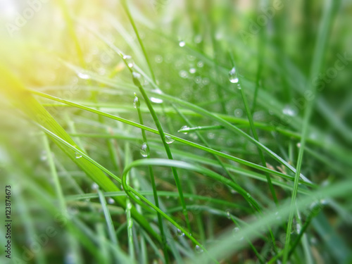 Raindrops on the green grass/Raindrops on the green grass