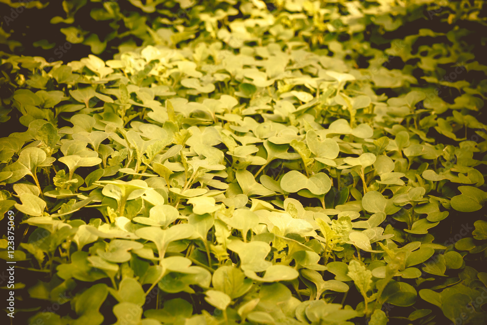Mustard Sprouts Macro Mustard Sprouts Macro
