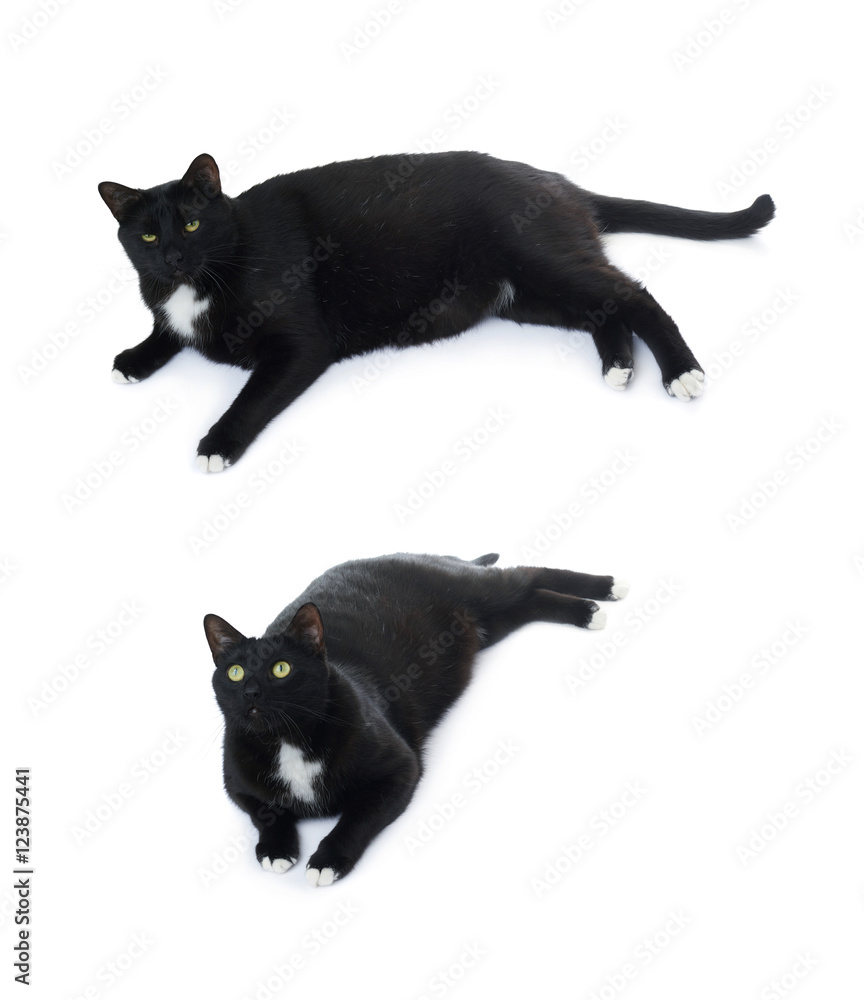 Lying black cat isolated over the white background Lying black cat isolated over the white background