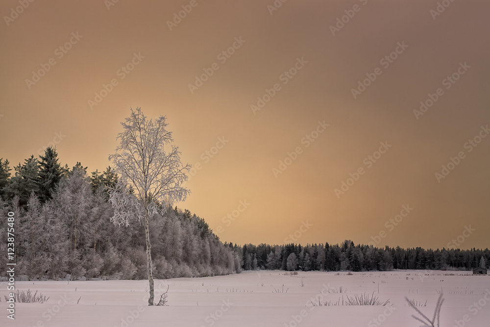 Frosty Birch Tree On A Snowy Field