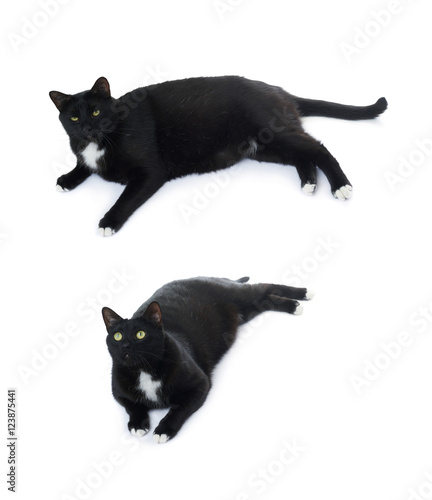 Lying black cat isolated over the white background © exopixel