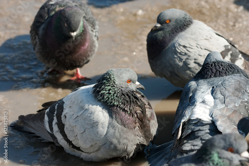 Billede på lærred Spring and doves