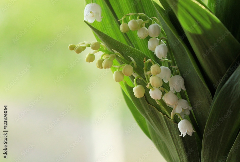 Fototapeta premium lilies of the valley