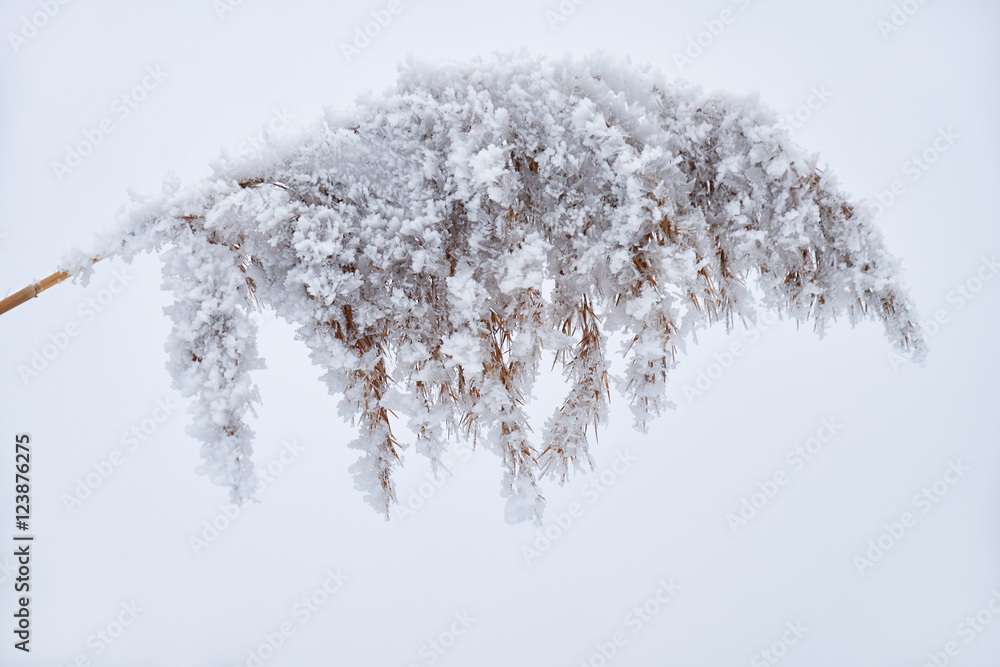 Obraz premium Withered grass on the snow