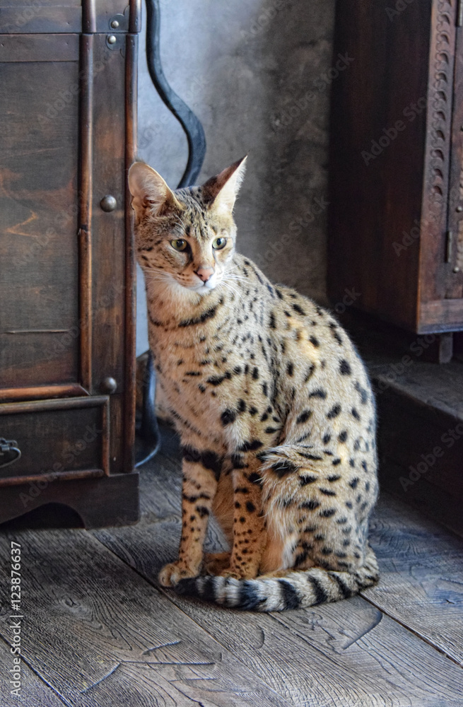 F1 Savannah Katze, Hybrid der erste Generation zwischen Serval und  Hauskatze – Stock-Foto | Adobe Stock
