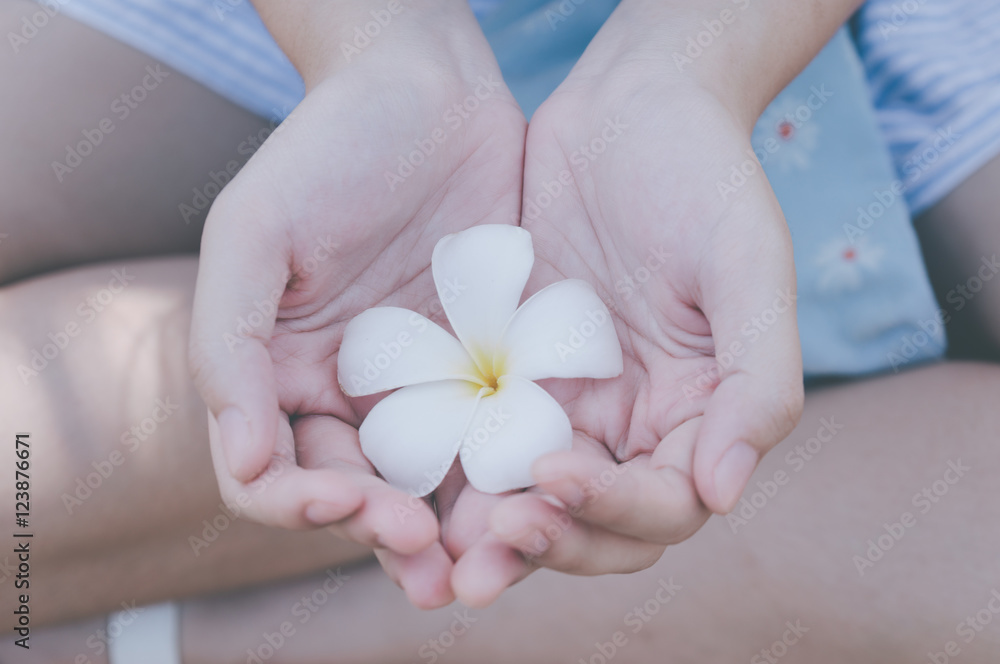Plumeria white hands of a young girl, Pastel Color Plumeria white hands of a young girl, Pastel Color